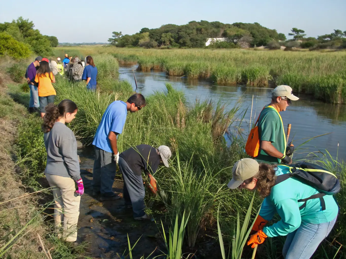 A group of volunteers planting native aquatic plants along a riverbank, focusing on habitat restoration and biodiversity enhancement.